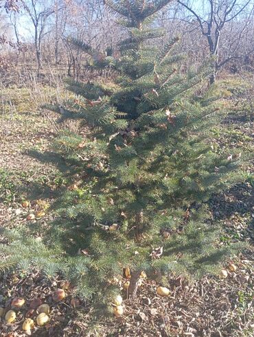 Декоративные деревья: Саженцы деревьев: Ели — 15