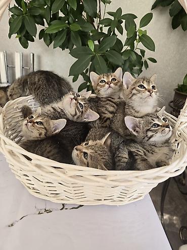 сибирская дымчатая кошка: Полосатые котята — домашние компаньоны - Описание: очаровательные — 6