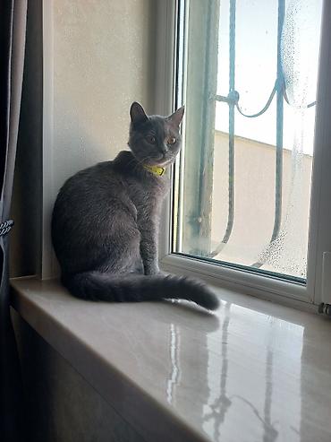 Pişiklər: Britan, Dişi, Yaxşı əllərə, Ünvandan götürmə — 8