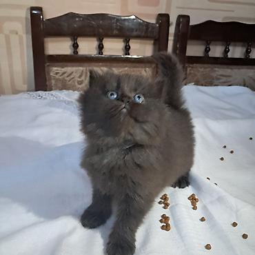 Pişiklər: Fars, Dişi, Ünvandan götürmə — 3