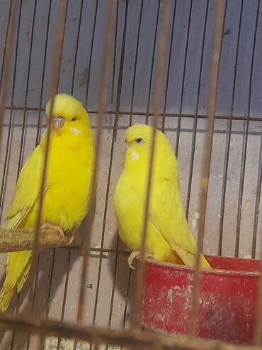 danişan quş: Sari cut cexler bala verib ilyarimliq quwlardi cutu 60 manat kewlededi
