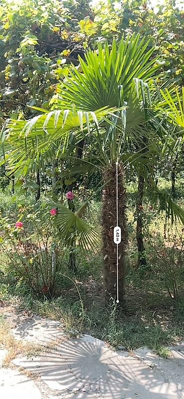 isiq generator satilir: Trachycarpus fortunei (Himalay fan xurması) – həyət, bağ və landşaft — 1