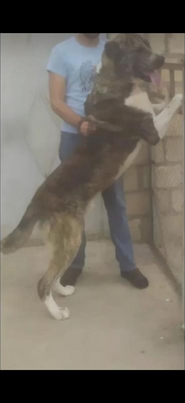 kangal itləri: Alabay, 4 il, Erkək, Peyvəndli, Ödənişli çatdırılma — 1