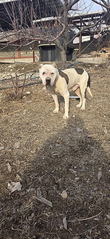Продажа собак: Американский бульдог, кобель, белый с крупными темными пятнами на — 6