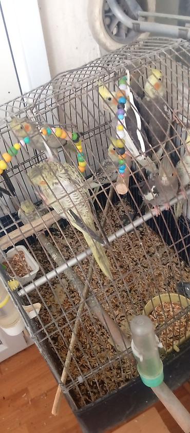 heyvanlar quslar: Korella tutuquşu (cockatiel) – müxtəlif rənglərdə. sağlam quşlardır — 1