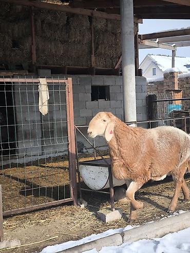 Баран, овца: Продаю | Ягненок, Баран (самец) | Арашан | Для разведения | Племенные at lalafo.kg — 10 Баран, овца: Продаю | Ягненок, Баран (самец) | Арашан | Для разведения | Племенные — 10