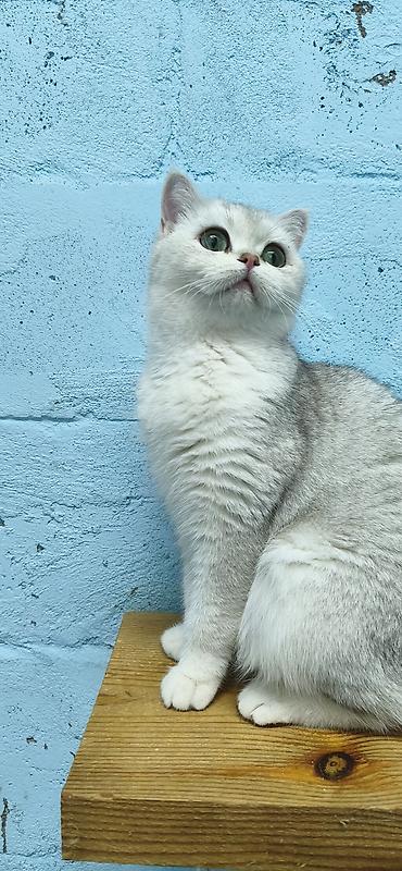 Шотландская кошечка. Скоттиш Страйт Серебристая шиншилла Возраст 2 — 2