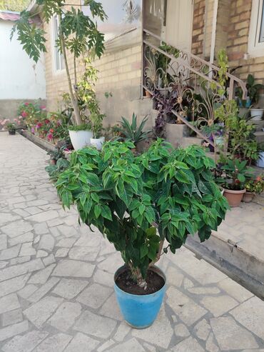 эне журогу гул: Пуансеттия (Euphorbia pulcherrima) в напольном горшке - Крупное
