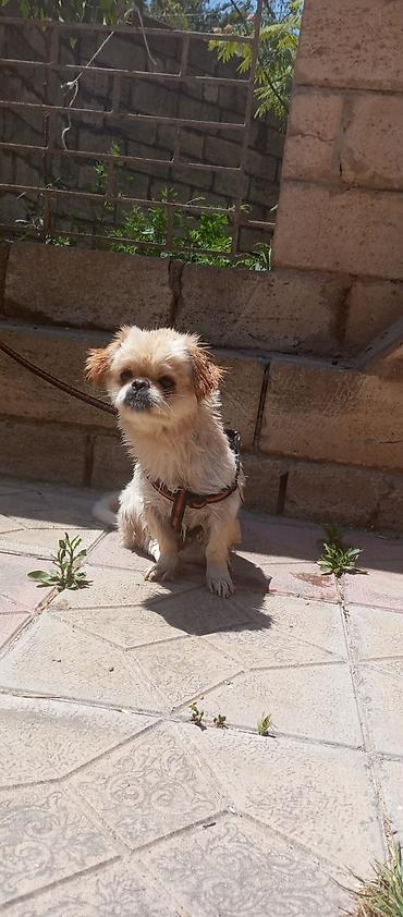 akvarium az: Pekines, 1 il, Dişi — 7