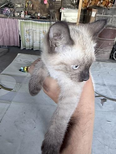 Продажа кошек: Сиамская, 1 месяц, Мальчик, Приучена к лотку — 5