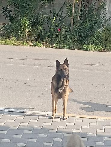 quba heyvan satisi: Belçika Malinua tipli iti - Orta-böyük ölçülü, atletik quruluş - — 3