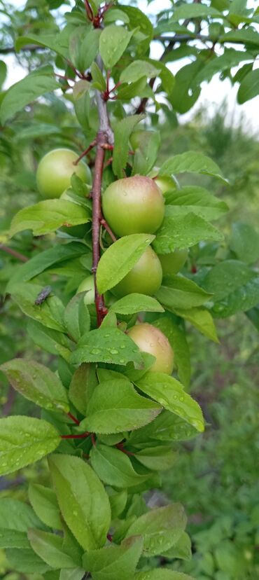 Tinglər: Hər növ meyvə aqcların satşı hər bir sort var çadrlma pulsuzdur meyvə — 23