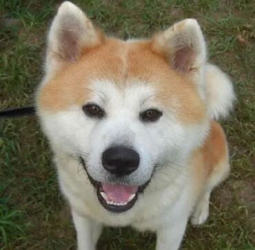 Akvariumlar: Akita-inu, 5 ay, Dişi, Peyvəndli, Rayonlara çatdırılma