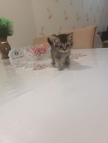 Pişiklər: Britan — 8