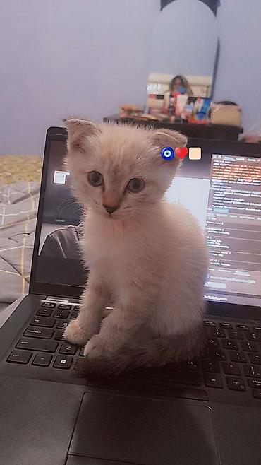 котенок в добрые руки: Котята с очаровательными загнутыми ушками (тип «скоттиш-фолд» по — 4