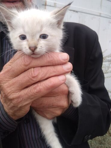 сколько стоит вислоухий котенок: Сиамская, 2 месяца, Девочка, Белый