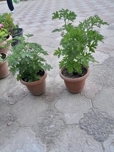 Otaq bitkiləri: Qazonlarınızı və bağlarınızı bəzəmək üçün uygundur. Gözəl görünüşü ilə lalafo.az -da Otaq bitkiləri: Qazonlarınızı və bağlarınızı bəzəmək üçün uygundur. Gözəl görünüşü ilə