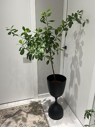 Драцены и Сансевиерии: Адаптированные пересаженные в горшках. Сансеvierия (Sansevieria — 5