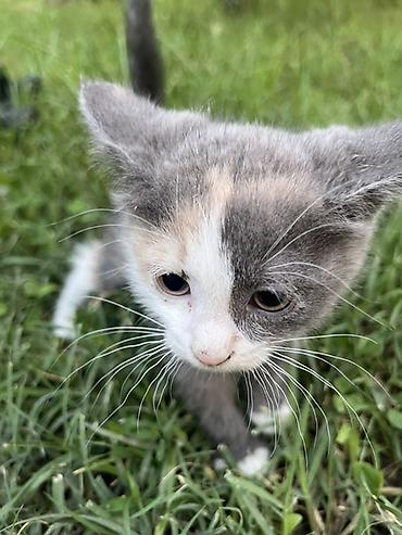 Животные: Котёнок, окраc «черепаха с белым» (серо-кремовый с белой маской и — 1