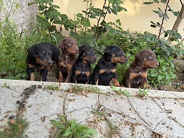 İtlər: Doberman, 1 ay, Ünvandan götürmə — 5
