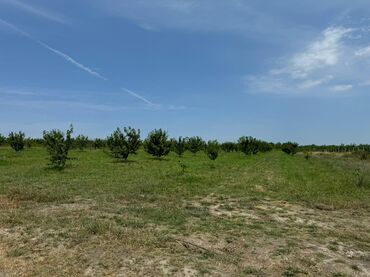 Torpaq sahələrinin satışı: 285 sot, Kənd təsərrüfatı, Mülkiyyətçi, Kupça (Çıxarış) — 1