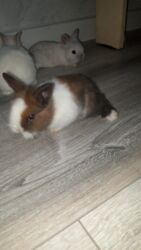 Dovşanlar: Temiz qan xirda sort karlik balalari demey olarki her renqde var -da lalafo.az — 6 Dovşanlar: Temiz qan xirda sort karlik balalari demey olarki her renqde var — 6