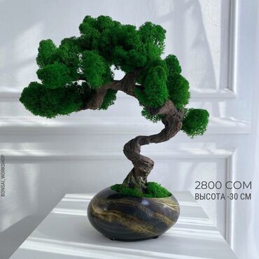 Декоративные цветы: Деревья-бонсай из натурального стабилизированного мха🌳 -это — 18
