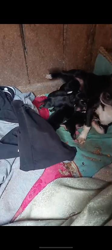 İtlər: Zvanok it balaları — 11