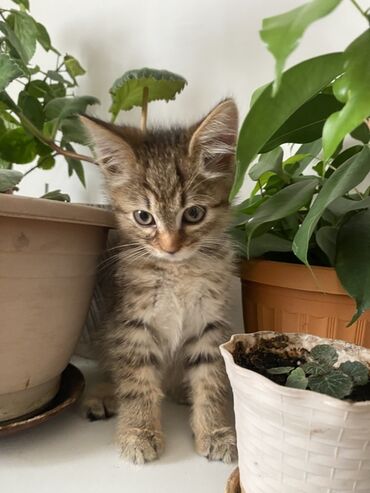 корм для кошек и котят: Кошка даром: Беспородная, 1 месяц, Мальчик, Приучена к лотку, Проглистована