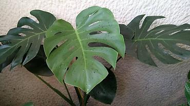 lounge dvosed: Filadendron, velika biljka — 1
