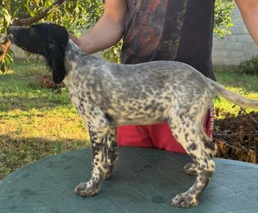 Psi: Na prodaju stenci engleskog setera. Stenci su iz vrhunskog legla na lalafo.rs — 10 Psi: Na prodaju stenci engleskog setera. Stenci su iz vrhunskog legla — 10