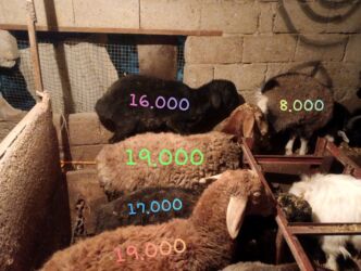 наполнитель для животных: Продам баранов 5 и 2 коз откормленные на мясо мощные от 16.000 до