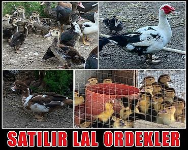 ordek satisi: Satılır lal ördəklər.ana ordek 15 man ata ordek 25 man. Ayligina gore — 1