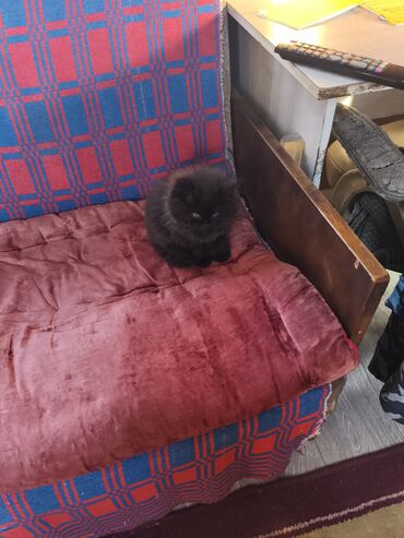 шотландский вислоухий котенок: Ангор, 2 айлык, Ургаачы, Кара