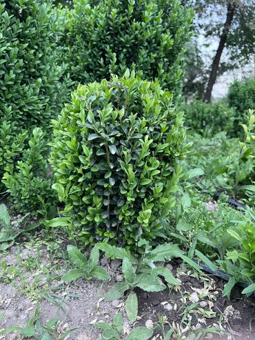 Декоративные деревья: 1Туя смаракта 2Можжевельник блюэроу 3Самшит вечно зеленый Есть в at lalafo.kg — 8 Декоративные деревья: 1Туя смаракта 2Можжевельник блюэроу 3Самшит вечно зеленый Есть в — 8