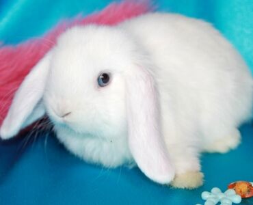 декоративные кролик: Прокат Для фотосессий Кролики декоративные аренда прокат для