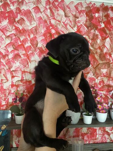 Продажа собак: Мопс, 5 месяцев, Самка, С родословной — 2