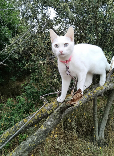 Pişiklər: Erkək, Dişi, Yaxşı əllərə, Ödənişli çatdırılma — 2