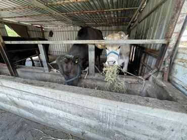 продажа коней: Сатам | Кунаажын | Швиц | Союуга, Бордоп семиртүү үчүн, Көбөйтүү үчүн | Төл болгон жок, Асыл тукумдуу, Байланган