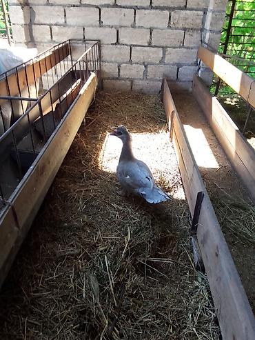 сколько стоит собака бу: Lavanda satılır xoruzdur sentyabr ayında olub təmiz Qandi qiyməti 100m — 1