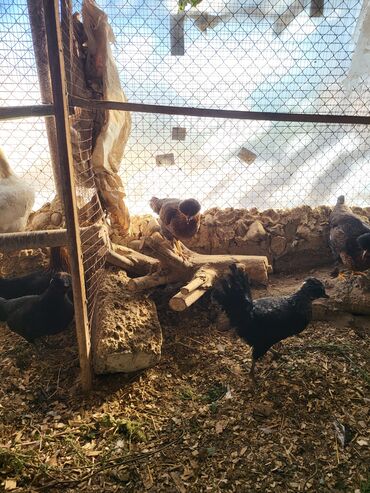 Digər quşlar: Kəkilli kənd fərələri 4 aylıq 10 ədəd 19 manatadi fərələr 12 manat — 8