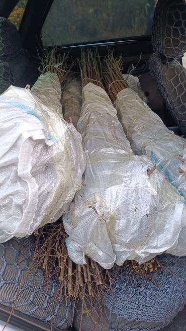 Ağaclar: Yalnız bizim təsərfatimizda bölgələrə uyğun olaraq ağacların kok — 6