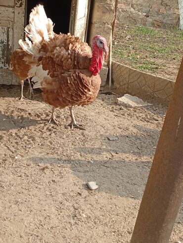 Hinduşka: Qırmızı kanada Hinduşka balalarının satışı başlayıb hər həftə olacaq — 4