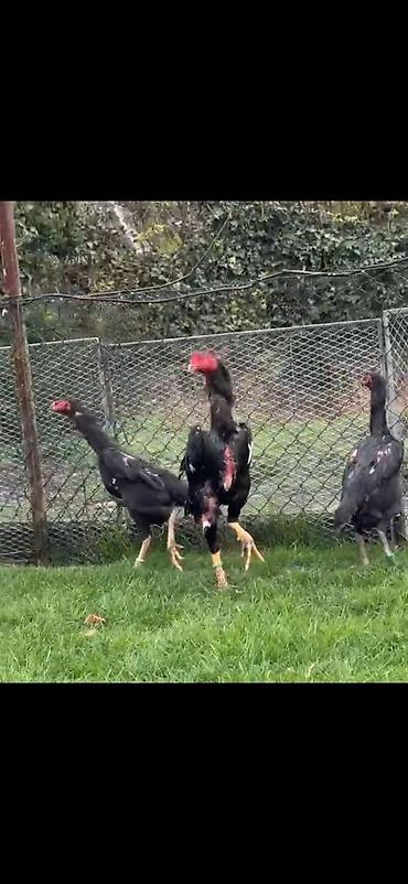 Toyuqlar: Toyuq, Damazlıq — 5