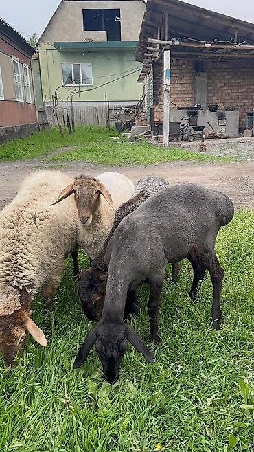 Баран, овца: Продаю | Ягненок | Для разведения — 8