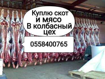 Животные - Сокулук: Куплю в колбасный цех: лошадей коров тёлок бычков и вынужденый забой в