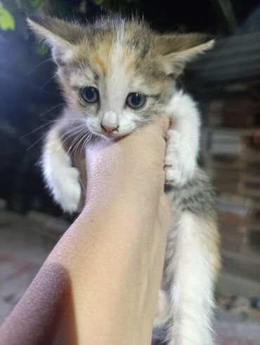 кошка сфинкс: Беспородная, 1 месяц, Девочка, Черепаховый, Приучена к лотку