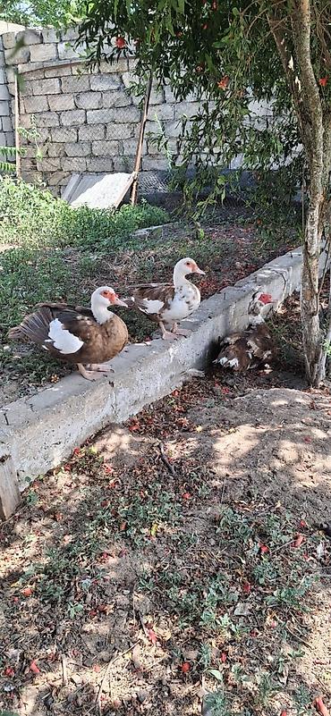 K/t heyvanları və malları: Oz heyetmin mehsuludu maștagadadi.40 ed — 2