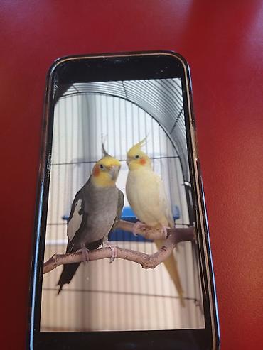 Nerinçik (Cockatiel) cütü - Növ: Nerinçik (Nymphicus hollandicus) -