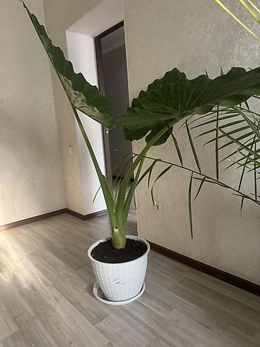 растение для аквариума: Алоказия крупнолистная (возможно Alocasia macrorrhiza, «слоновье ухо») — 1